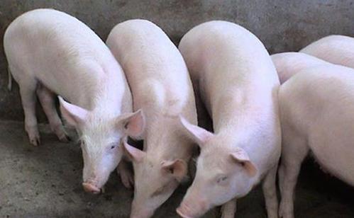 生豬市場仍處于產(chǎn)能去化兌現(xiàn)階段  豬價(jià)大體將延續(xù)易漲難跌走勢